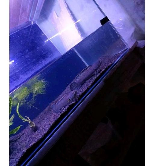 Koleksi Terbaru.. CHANA LIMBATA PAIR PROVEN GRADE A+