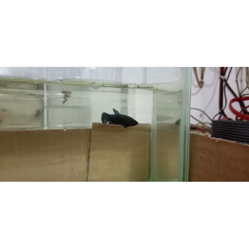 ikan cupang super black / black king