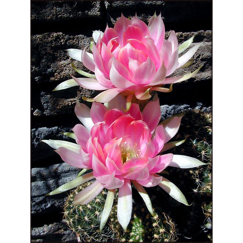 Bunga Wijaya Kusuma Merah Asli Besar Rimbun Gantung Hidup Tanaman Hias