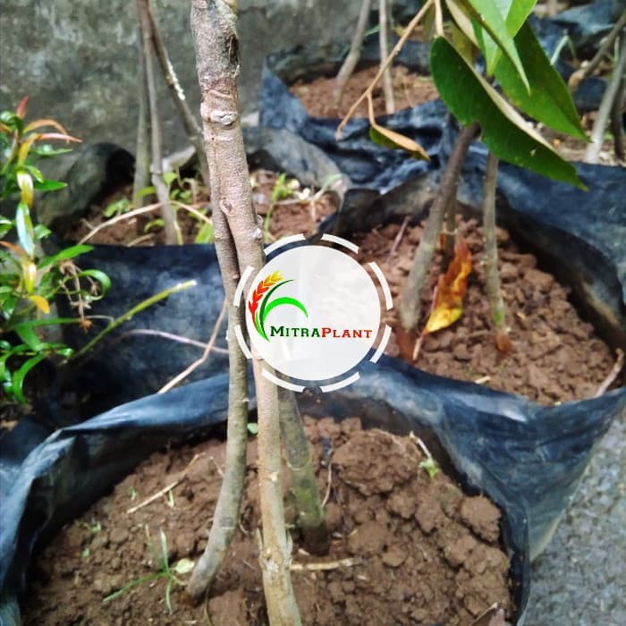 Bibit Pohon Durian Musangking Kaki 3 Bibit Musangking Kaki 3