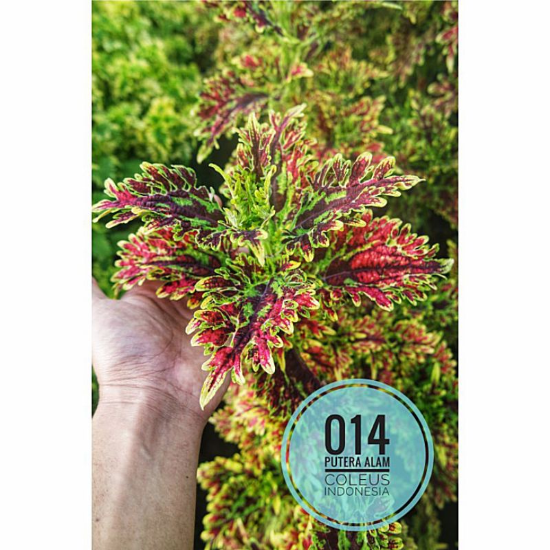 Miana id kembang api/Miana tanaman hias/Jawer kotok/