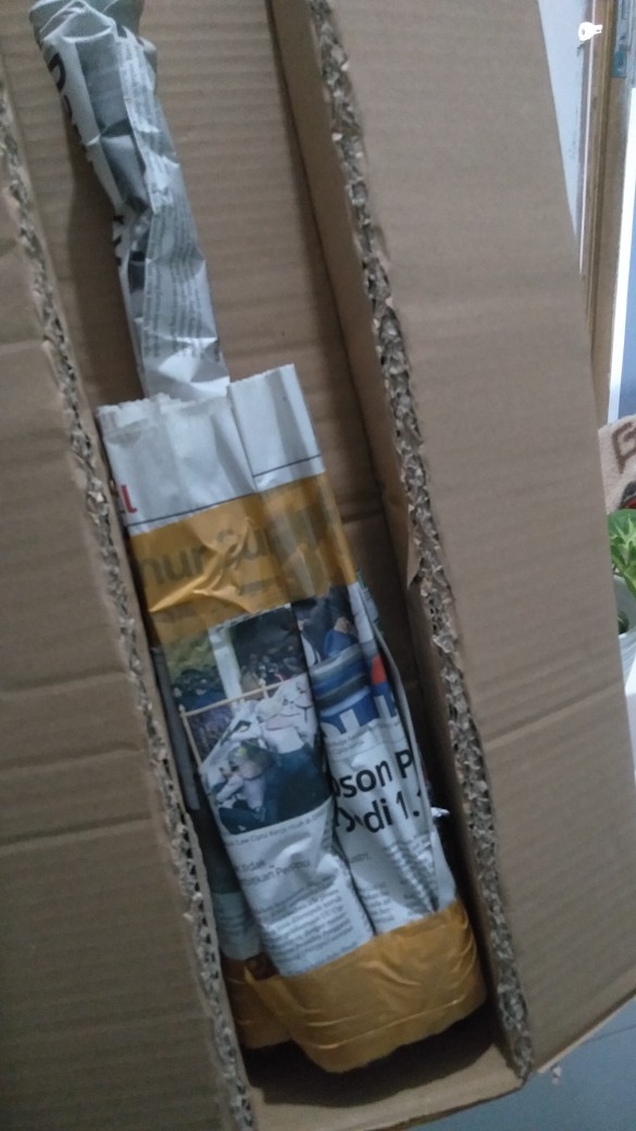 Tanaman Hias Bromelia Varigata - Pohon Bromel Varigata