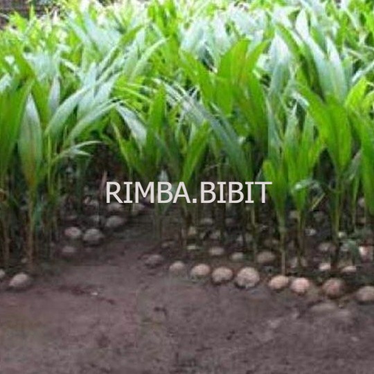 TERBARU bibit kelapa SALAK asli,GENJAH,UNIK