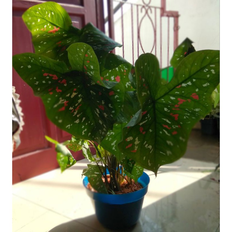 

kaladi hias