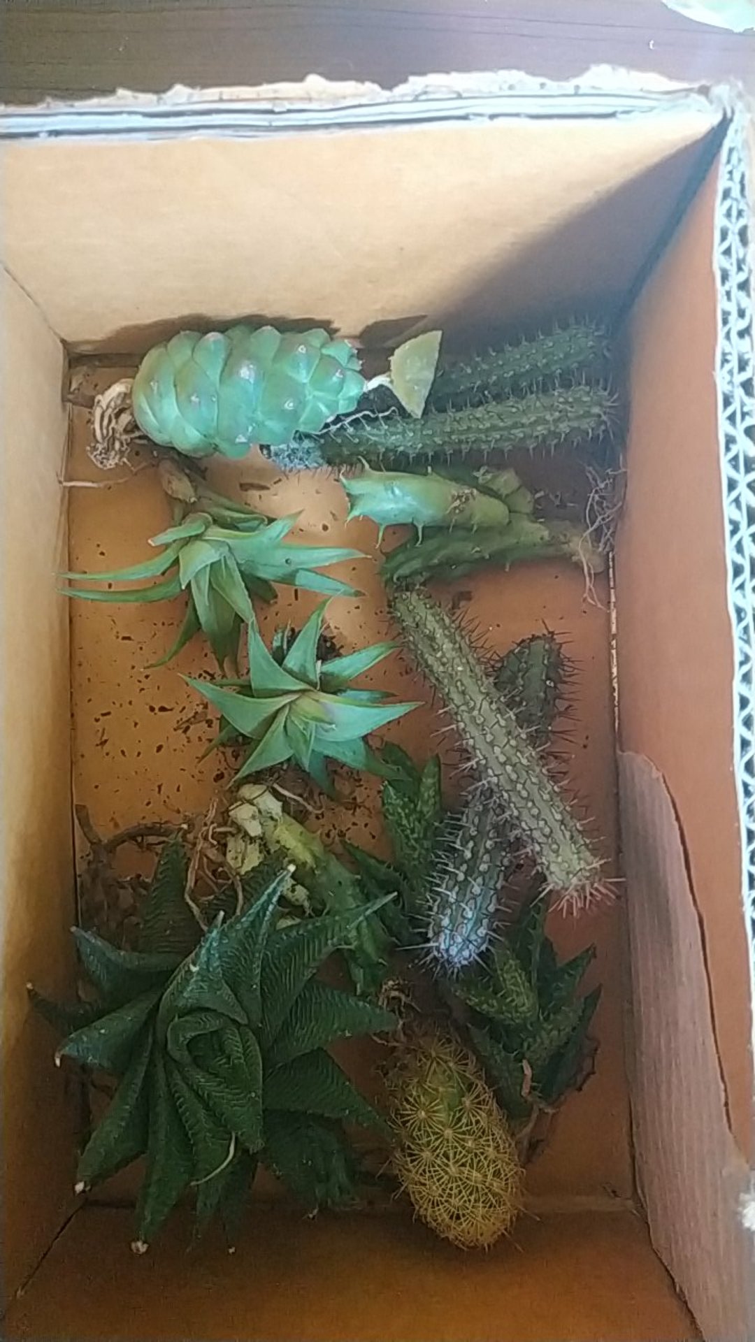 Haworthia Limifolia Hijau