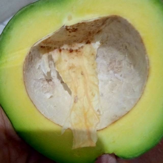 

Avocado Lampung timur grade B