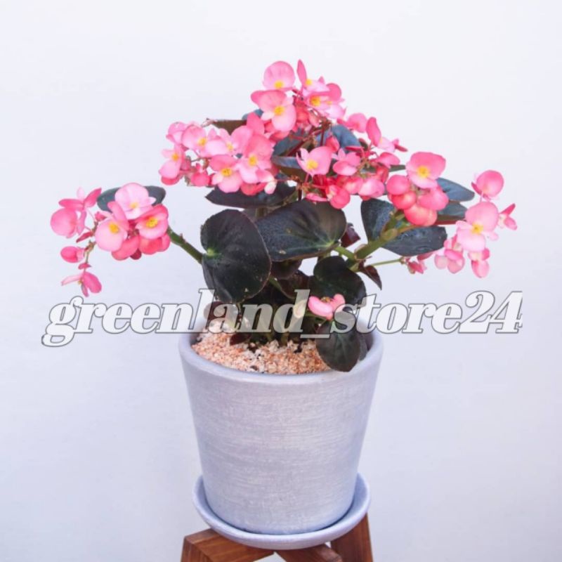 Tanaman hias begonia bunga pink- begonia - hiasan taman - tanaman bunga - begonia bunga pink