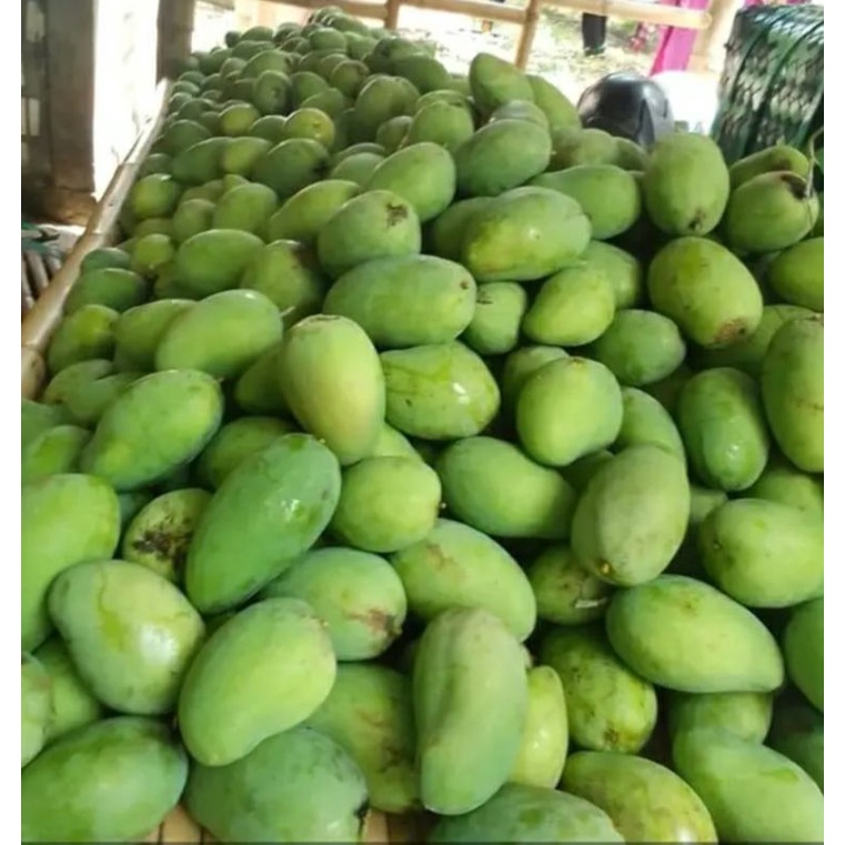 

mangga gadung/mangga harum manis 1 kg mentah