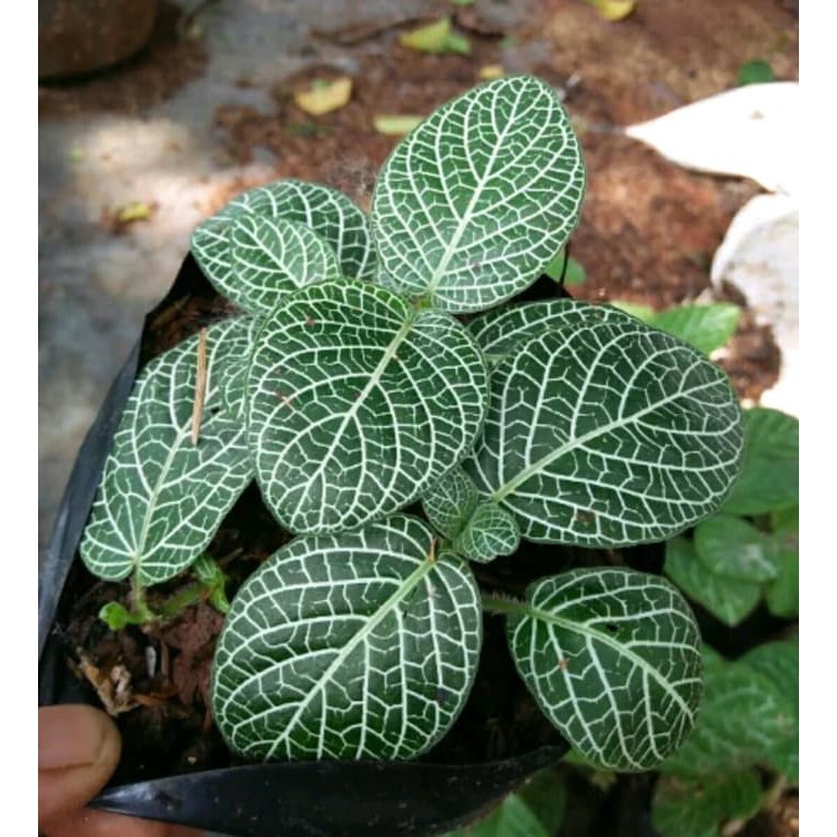 tanaman hias gantung episcia mutiara