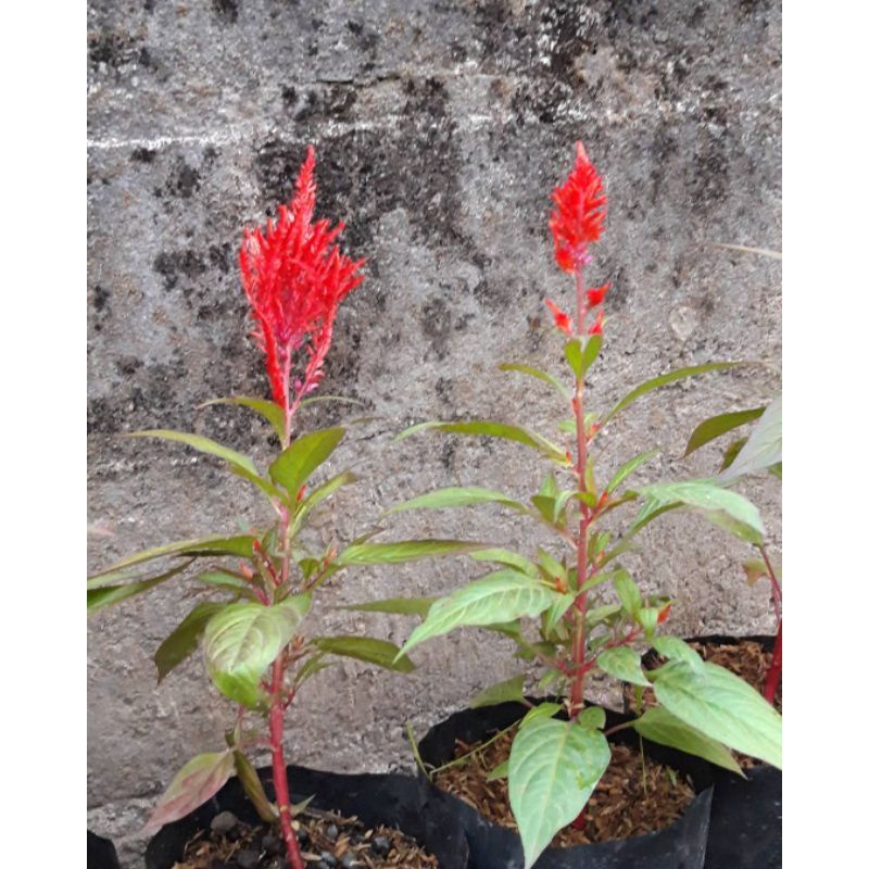 celosia bibit bunga celosia biji bunga celosia