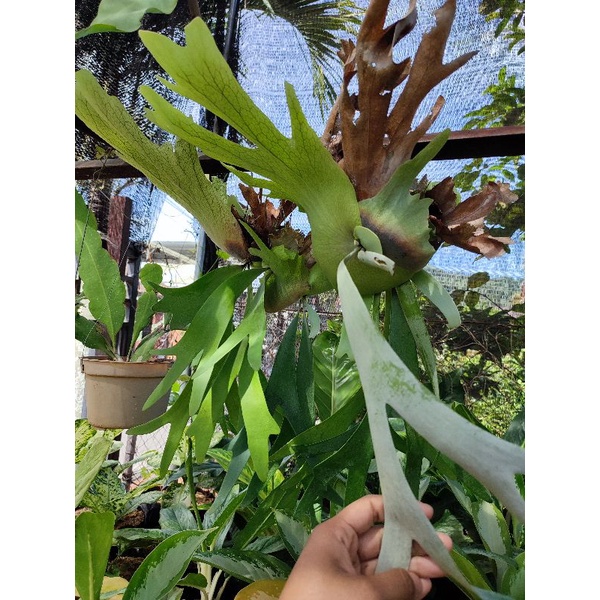 tanaman hias pakis tanduk rusa