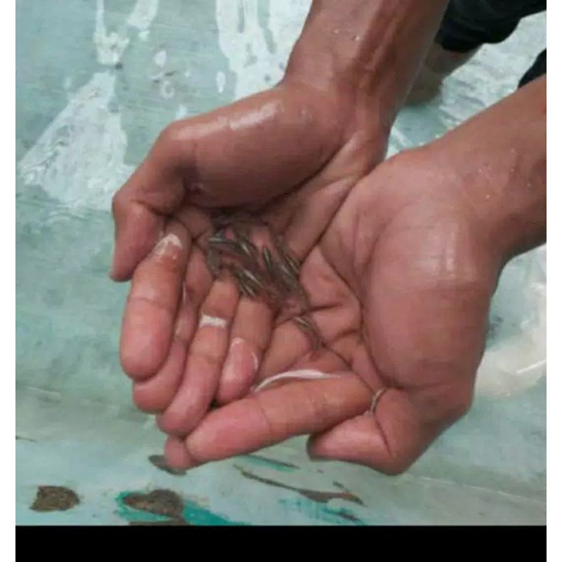 Paket 4 ekor barramundi/kakap putih 100% air tawar