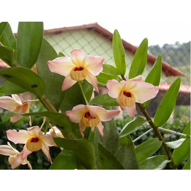 anggrek spesies dendrobium moschatum