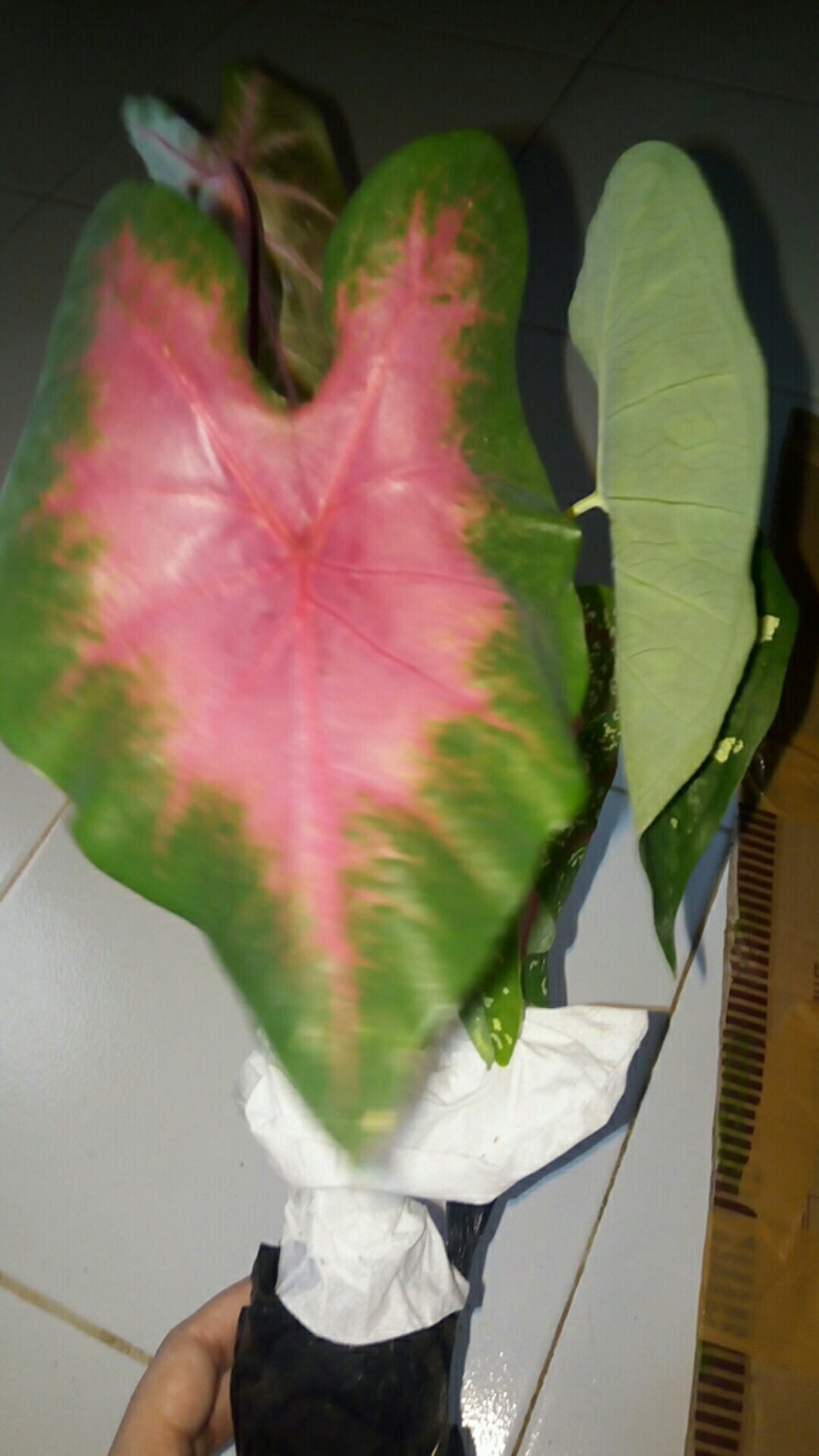 Tanaman Hias Pink Love Tanamn Hias Cantik