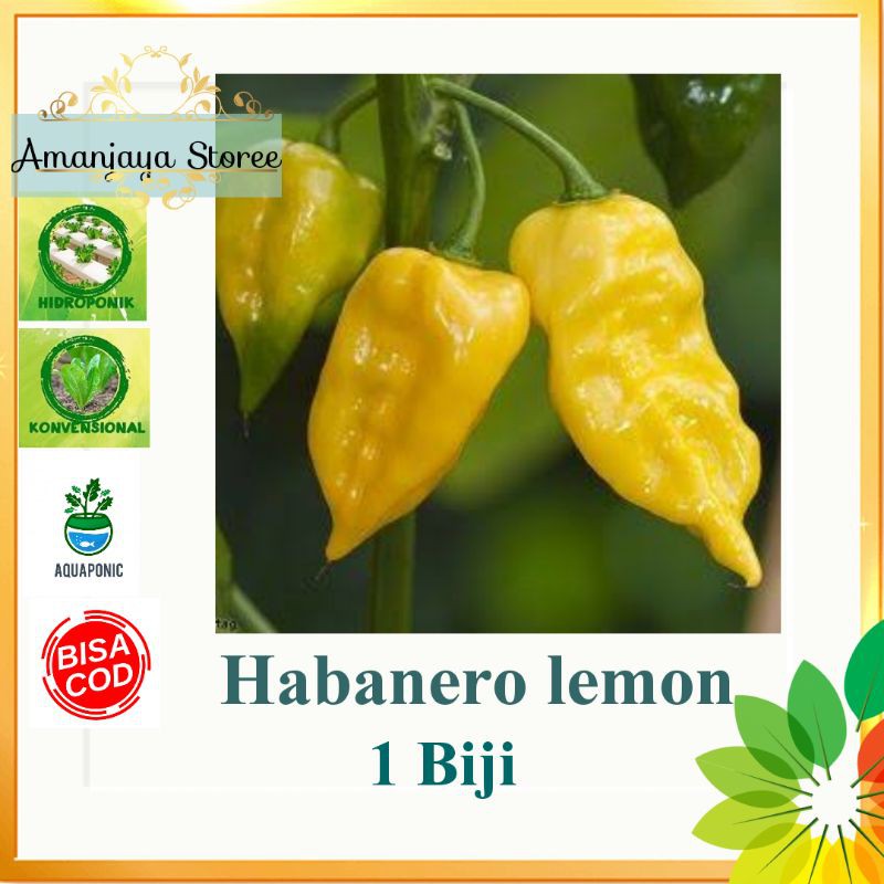 Benih CABE HABANERO LEMON /hot pepper 1 biji