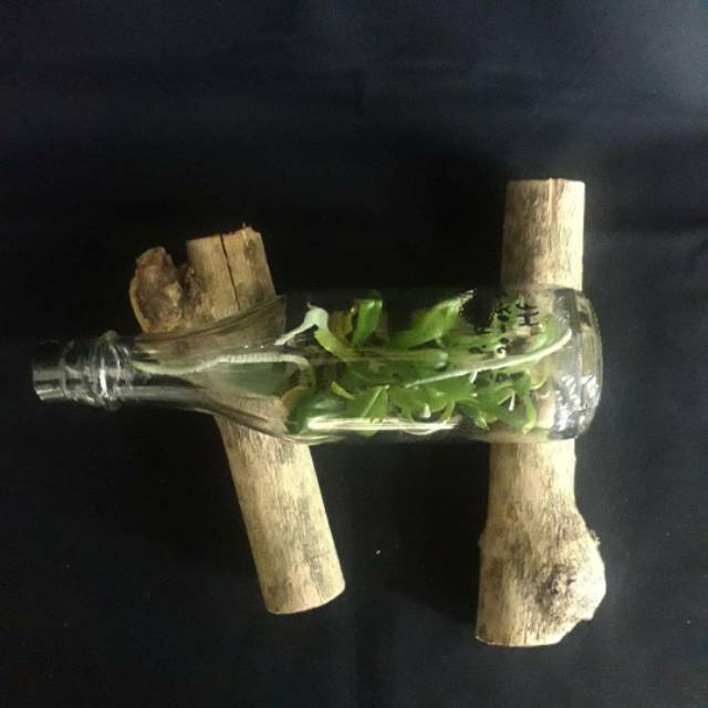 Phalaenopsis amabilis "java"