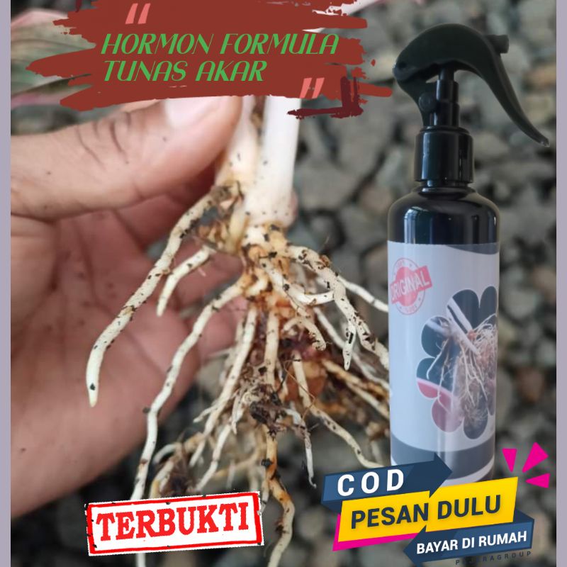 HORMON AGLONEMA FORMULA PLUS UNTUK AKAR DAN TUNAS