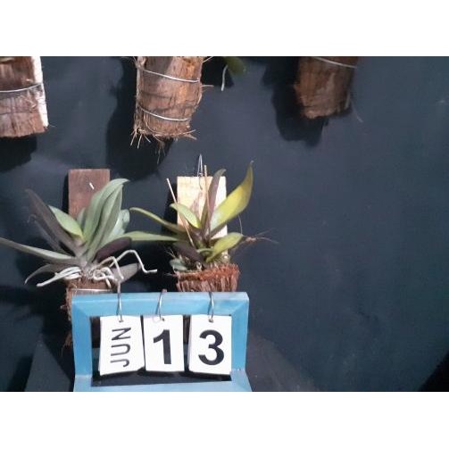 ❀ Doritis Pulcherrima Ω