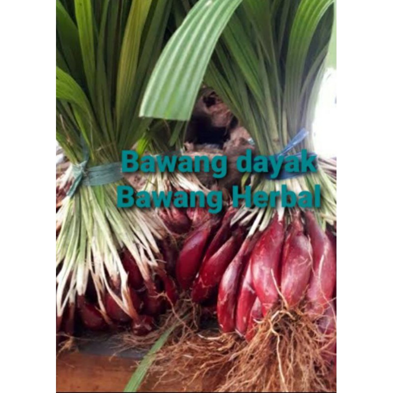 

BAWANG DAYAK/BAWANG HERBAL/1KG