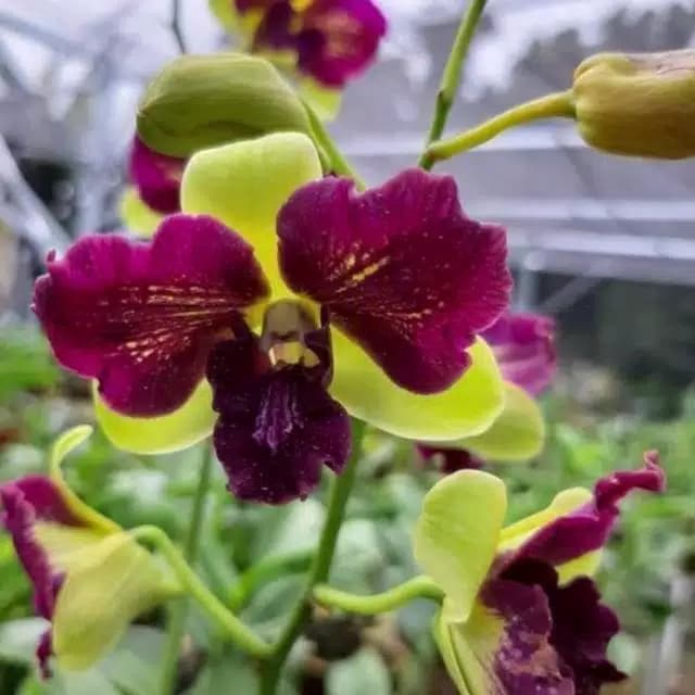 ANGGREK DENDRO 3LIPS ,TAMAN ALAM ASRI