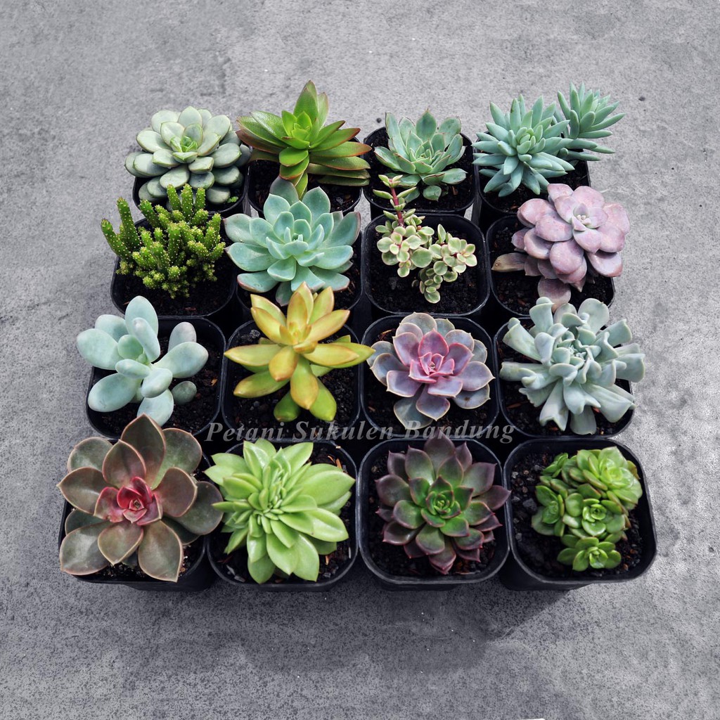 PAKET Sukulen  Kaktus  BESAR warna warni beda jenis semua 