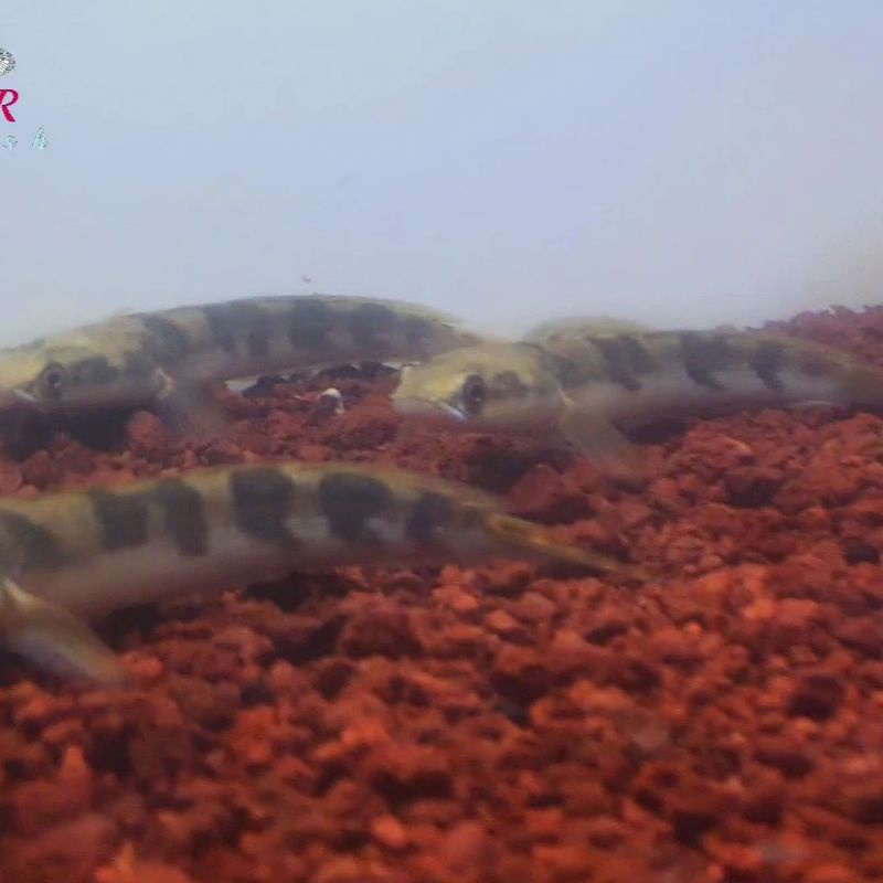 Channa Maru Jambi Sortiran bar simet tebal