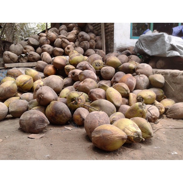 Kelapa Tua Shopee Indonesia