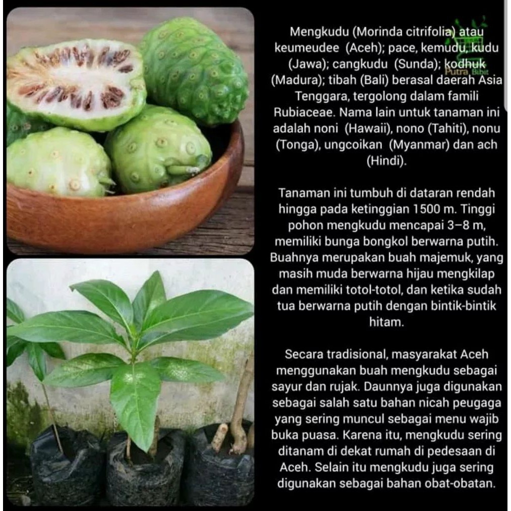 Bibit Pohon Buah Mengkudu Cangkudu Tanaman Obat Herbal Shopee