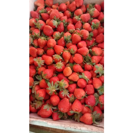 

Strawberry segar all size