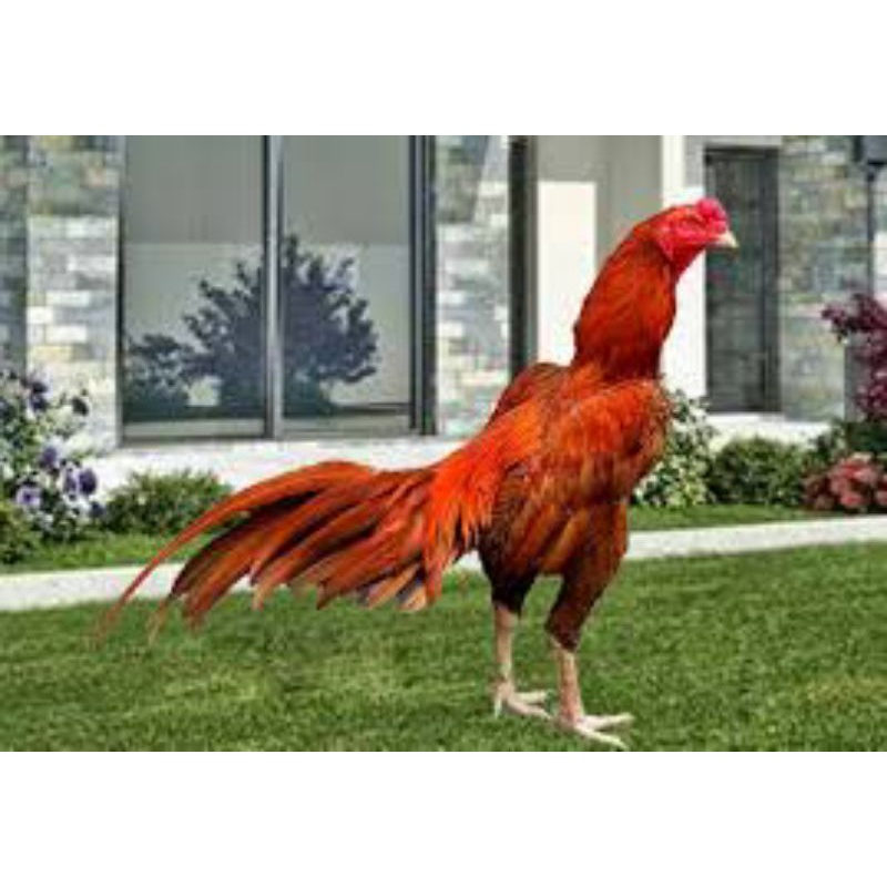 

ayam jantan bangkok pilihan