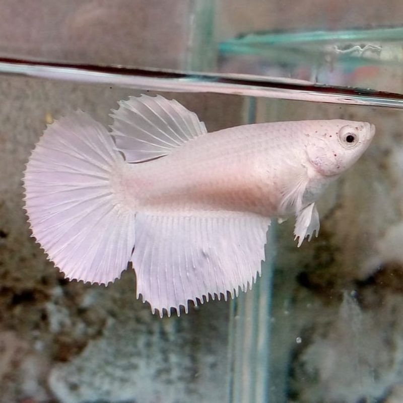 

Ikan Cupang Hias Half Moon White Platinum Betina Beli 1 Gratis 1