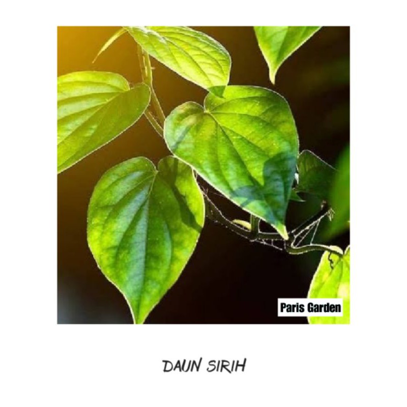 TANAMAN HERBAL DAUN SIRIH HIJAU - TANAMAN SIRIH POHON DAUN SIRIH - BIBIT POHON SIRIH