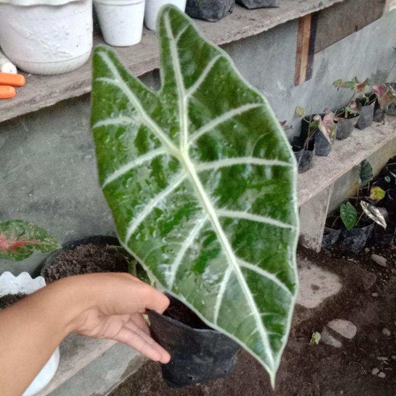 Alocasia Watsoniana
