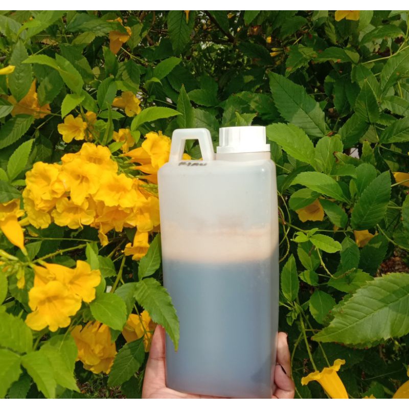 

sialang madu Riau asli