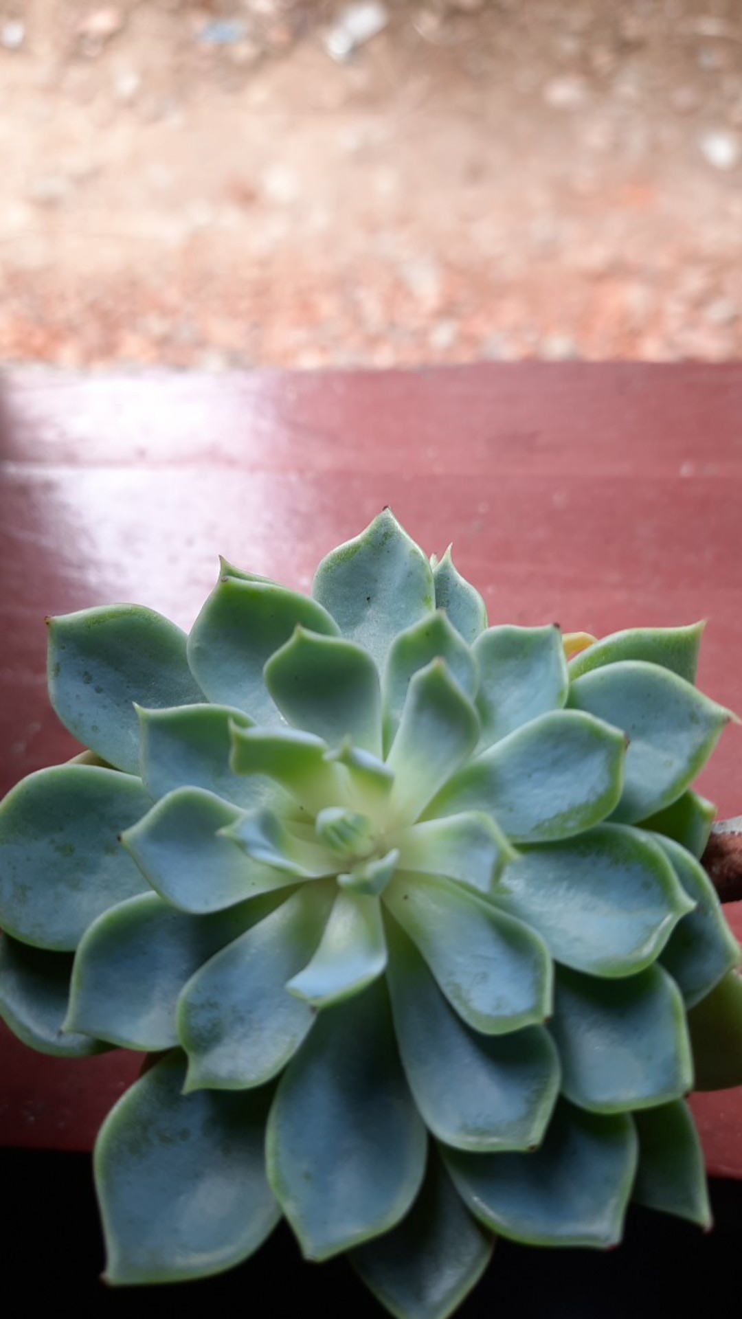 Sukulen Dan Kaktus Mini (echeveria elegans Rose)