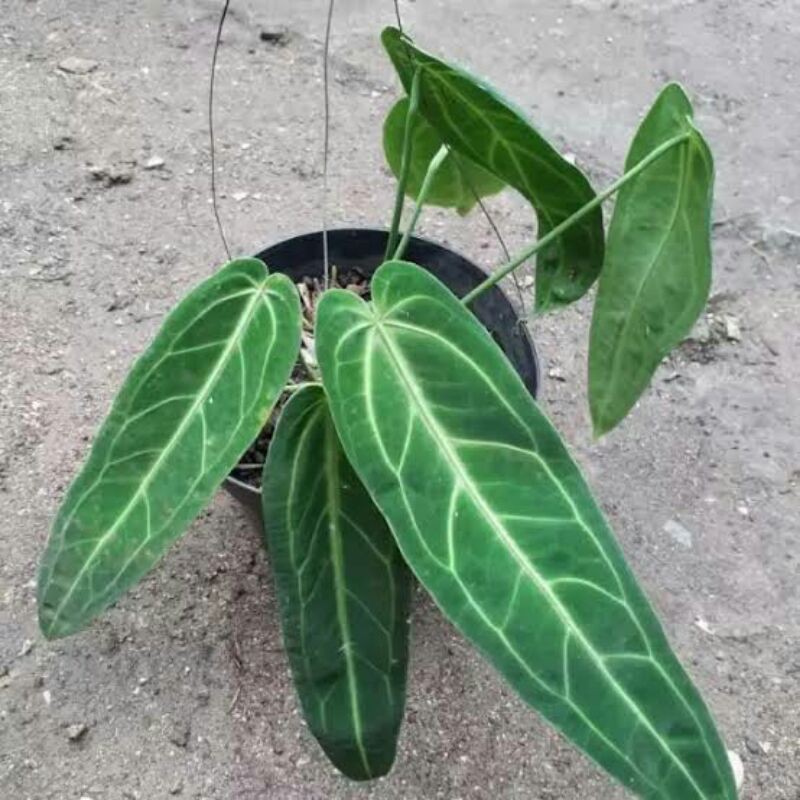 tanaman hias-anthurium lidah gajah