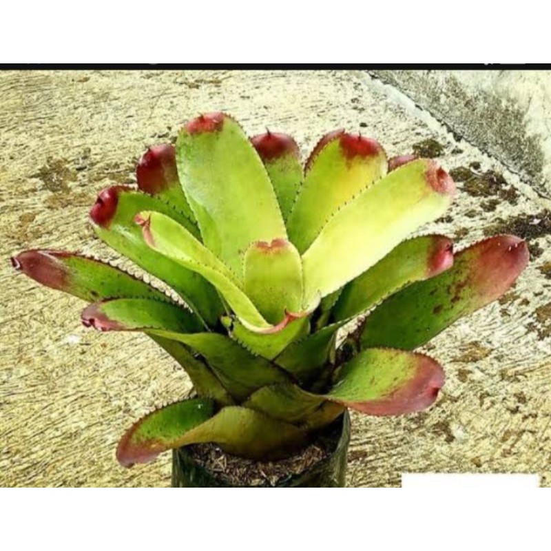 Tanaman hias Bromelia Kitek