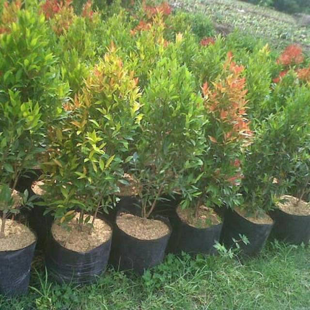 Tanaman Pucuk merah pohon pucuk merah tanaman hias pot - anisa flora