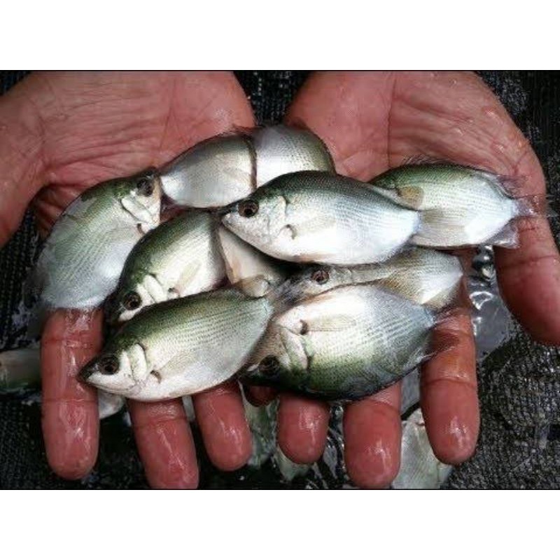 bibit Ikan tembakang