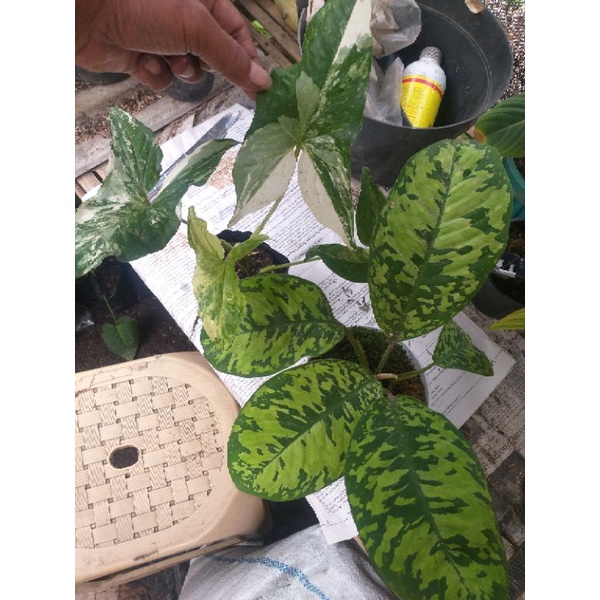 #paket 2 jenis tanaman ekonomis homalomena wallichii+syngonium albo var