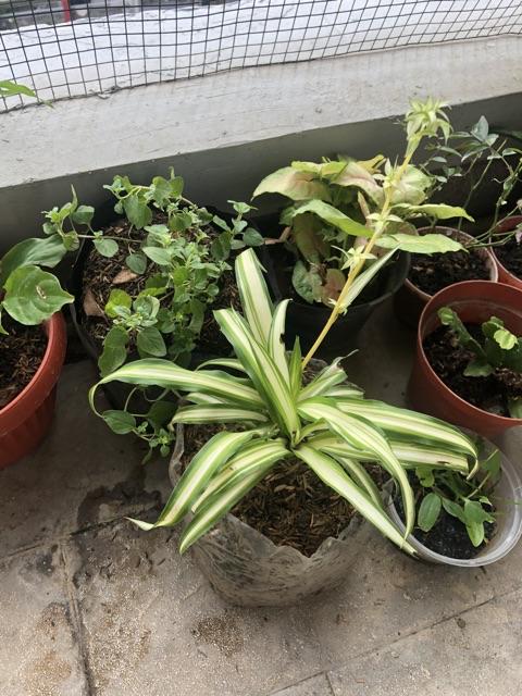 Tanaman Oregano/bumbu Masakan/rempah