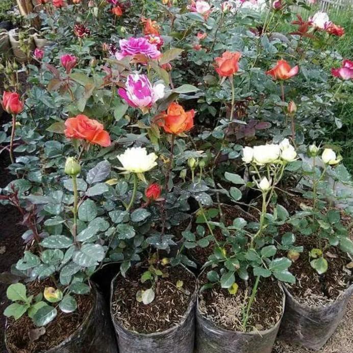 Bibit Bunga Mawar Holland Besar @_@