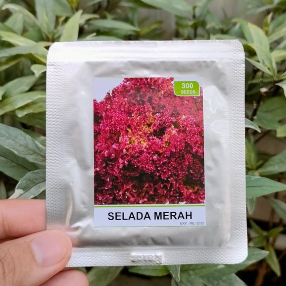 benih sayur - benih buah - benih sayuran - benih tomat - benih cabe - benih selada - benih bayam - benih terong - benih pakchoy -RS-selada merah