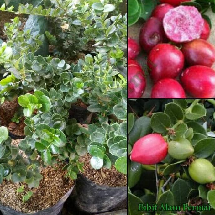 Bibit Tanaman Buah Atau Bahan Bonsai Natal Plum Cr4Ft