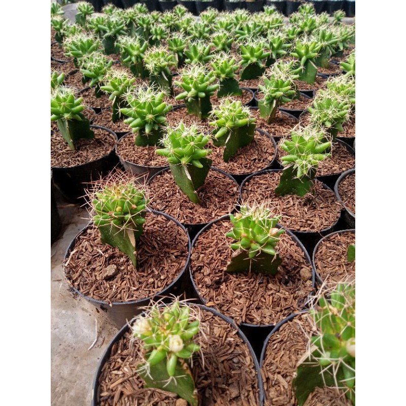 Kaktus bintang grafting (medium ) + freepot