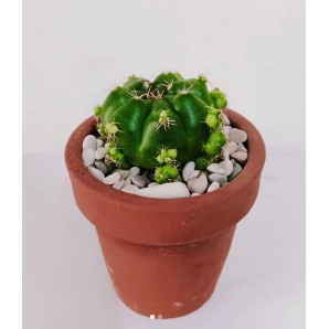 KAKTUS GYMNO DAMSI | DAMSI HIJAU | DAMSI PURPLE | KAKTUS OWNROOT | KAKTUS MINI | SUKULEN