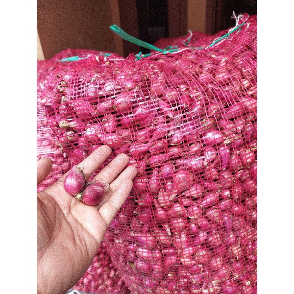 

Bawang brebes fres