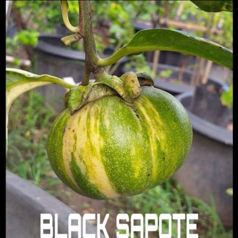 Bibit BLACK SAPOTE VARIGATA Unik dan Langka