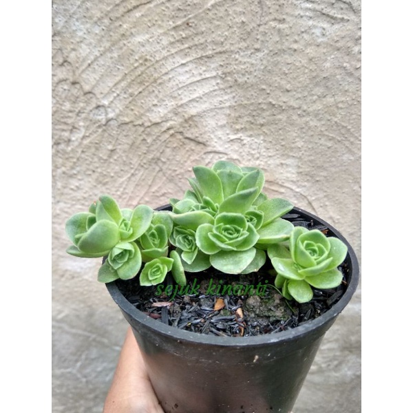 sukulen greenovia dodrentalis