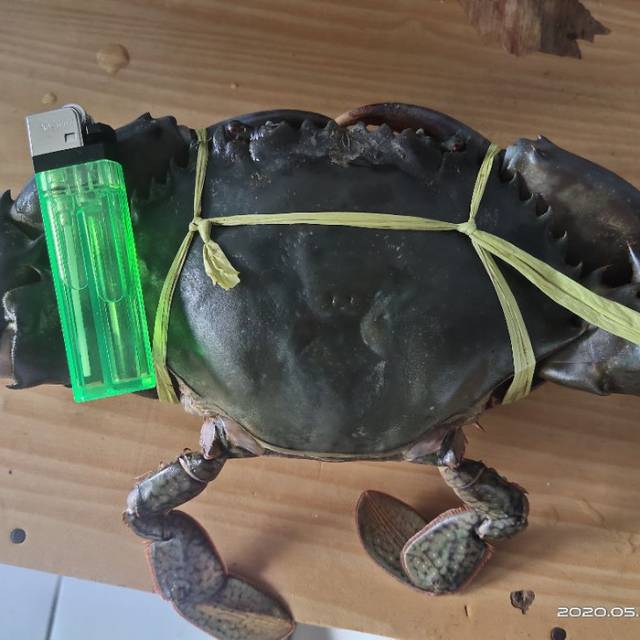 

(isi 1)Kepiting Bakau 700-900gram/ekor Fresh dari Nelayan
